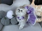 Cute button - Scottish Fold Cat For Sale - Kent&comma; WA&comma; US