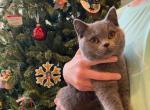 Tank - Scottish Straight Cat For Sale - Auburn&comma; IN&comma; US