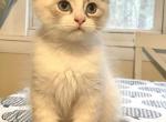 Christof - Siberian Cat For Sale - Clintwood&comma; VA&comma; US