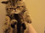 Brown Female Exotic Shorthair - Exotic Cat For Sale - Cumming&comma; GA&comma; US