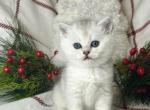 Smokey - British Shorthair Cat For Sale - Seattle&comma; WA&comma; US