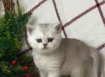 Gucci - British Shorthair Cat For Sale - Seattle&comma; WA&comma; US