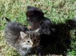 Unnamed - Domestic Cat For Adoption - Catonsville&comma; MD&comma; US
