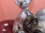 Canadian and elf Sphynxs - Sphynx Cat For Sale - Brooklyn&comma; NY&comma; US