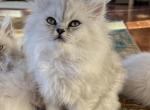 Nelly - Persian Cat For Sale - Farmington&comma; MI&comma; US
