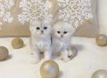 Scottish fold and straight kittens - Scottish Fold Cat For Sale - Thornton&comma; CO&comma; US