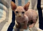 Bentley - Bambino Cat For Sale - FL&comma; US