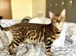 HOLIDAY SPECIAL PRICE Amazing Male Bengal kitten - Bengal Cat For Sale - Beach Park&comma; IL&comma; US