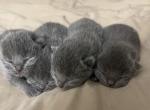 One Blue teddy bear - British Shorthair Cat For Sale - Fort Wayne&comma; IN&comma; US