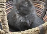 Three Smoke Ragamuffin Kittens - Ragamuffin Cat For Sale/Service - Ojai&comma; CA&comma; US