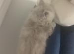 Chase - Ragamuffin Cat For Sale - Oklahoma City&comma; OK&comma; US