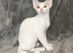 Lulu - Devon Rex Cat For Sale - Brooklyn&comma; NY&comma; US
