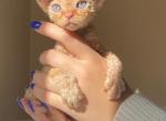 Blippi - Devon Rex Cat For Sale - Brooklyn&comma; NY&comma; US