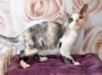 Gorgy - Devon Rex Cat For Sale - Brooklyn&comma; NY&comma; US