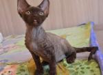Choco - Devon Rex Cat For Sale - Brooklyn&comma; NY&comma; US