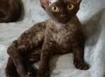 Fiesta - Devon Rex Cat For Sale - Brooklyn&comma; NY&comma; US