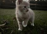Aspen - American Shorthair Cat For Sale - Columbus&comma; GA&comma; US