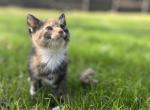 Birch - American Shorthair Cat For Sale - Columbus&comma; GA&comma; US