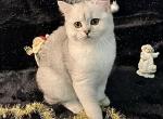Faith - British Shorthair Cat For Sale - New York&comma; NY&comma; US