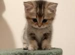 Tom - British Shorthair Cat For Sale - New York&comma; NY&comma; US