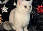 Faith - British Shorthair Cat For Sale - Brooklyn&comma; NY&comma; US