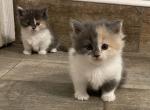 Penne    CHRISTMAS - Munchkin Cat For Sale - West Palm Beach&comma; FL&comma; US