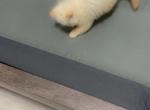 Flame - Ragamuffin Cat For Sale - Oklahoma City&comma; OK&comma; US