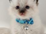 Tanner - Ragdoll Cat For Sale - Attica&comma; MI&comma; US