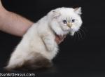 Minuet longhair napoleon blue eyed short legs - Munchkin Cat For Sale - TX&comma; US