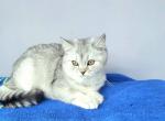 Oven - British Shorthair Cat For Sale - New York&comma; NY&comma; US