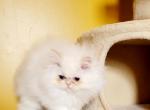 Henry - Persian Cat For Sale - Muscle Shoals&comma; AL&comma; US