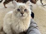 Lynx Point Ragdoll kitten - Ragdoll Cat For Sale - Beach Park&comma; IL&comma; US