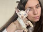 Sonny - Devon Rex Cat For Sale - Brooklyn&comma; NY&comma; US