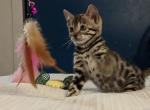 Hocus Pocus Bengal litter - Bengal Cat For Sale - Norwalk&comma; OH&comma; US