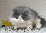 Luntik - Persian Cat For Sale - Yucca Valley&comma; CA&comma; US