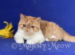 Aleftina - Exotic Cat For Sale - Yucca Valley&comma; CA&comma; US