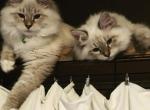 Zeke - Siberian Cat For Sale - North Port&comma; FL&comma; US