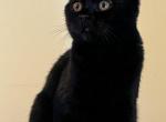 Puma - Scottish Fold Cat For Sale - Copperas Cove&comma; TX&comma; US