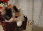 Persian female 1 - Persian Cat For Sale - MA&comma; US