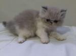 Milky persian female - Persian Cat For Sale - MA&comma; US