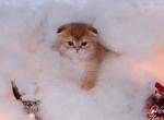 GORGEOUS Golden Scottish Folds - Scottish Fold Cat For Sale - Grand Rapids&comma; MI&comma; US