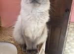 Handsome boy - Ragdoll Cat For Sale - Butler&comma; PA&comma; US