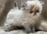 Lilah - Himalayan Cat For Sale - Callahan&comma; FL&comma; US