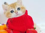 Simba - British Shorthair Cat For Sale - Atlanta&comma; GA&comma; US