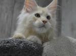 Peach - Maine Coon Cat For Sale - Brooklyn&comma; NY&comma; US