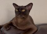Michel - European Burmese Cat For Sale - ID&comma; US