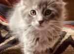 Grey and white Male Maine coon - Maine Coon Cat For Sale - Kent&comma; WA&comma; US