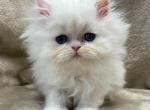 Cotton - Persian Cat For Sale - Callahan&comma; FL&comma; US