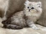 Madelyn - Persian Cat For Sale - Callahan&comma; FL&comma; US