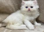 Jackson - Persian Cat For Sale - Callahan&comma; FL&comma; US